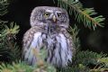 Glaucidium passerinum